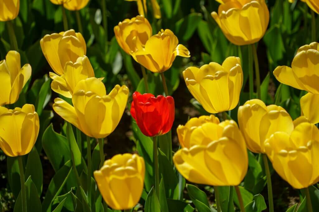 Red Tulip among Yellow Tulips. Will you build a templated website like everyone else, or build one that stands out from the crowd? Learn more about Wix vs Squarespace vs professional web designer for small business